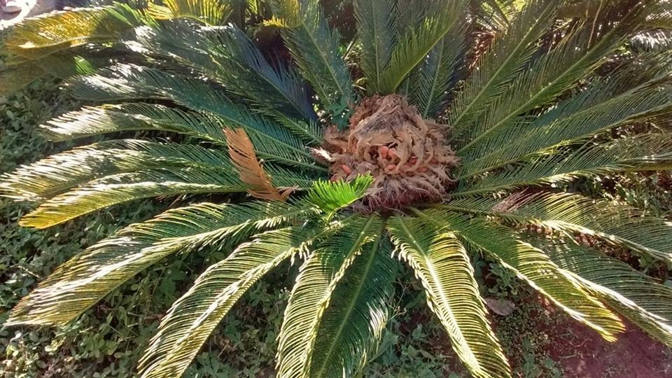 Jardim Botânico - Fundamental II